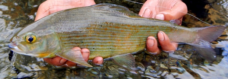 Common Baikal Grayling from a Mongolian mountain stream, northern province.
