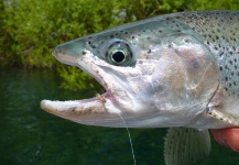 Fly-fishing Image of Rainbow trout shared by Ignacio Benguria – Fly dreamers