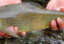 Jan Haman 's Fly-fishing Photo of a Grayling – Fly dreamers 