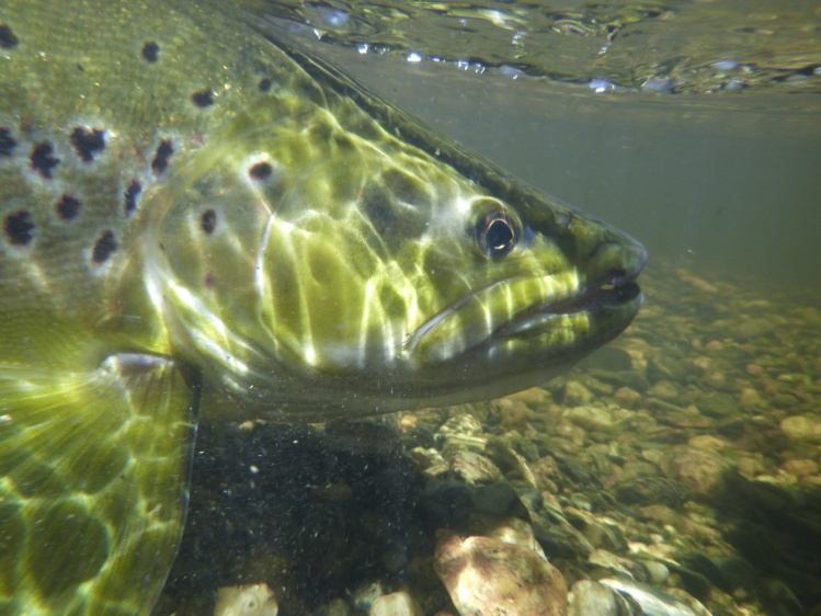 Brown Trout just before released!