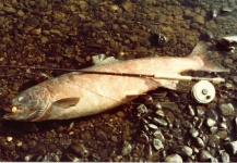 Bill Fowler 's Fly-fishing Photo of a King salmon – Fly dreamers 