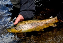 Fly-fishing Picture of Brown trout shared by Laura Gamero – Fly dreamers
