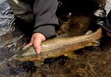 Laura Gamero 's Fly-fishing Catch of a Brown trout – Fly dreamers 