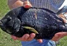 Marcos San Miguel 's Fly-fishing Catch of a Chameleon Cichlid – Fly dreamers 