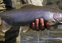 Pablo Xavier Goldaracena 's Fly-fishing Photo of a Rainbow trout – Fly dreamers 