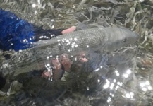 bonefish release