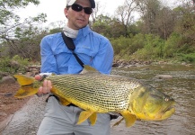 Fly-fishing Picture of Golden Dorado shared by Facundo Fernandez – Fly dreamers