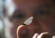  Una Interesante foto de Entomología y Pesca con Mosca por Rogerio "JAMANTA" Batista