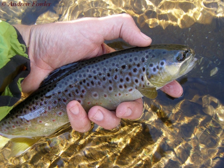 Willow stream Brown, South Africa