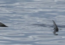  Captura de Pesca con Mosca de Bonefish por Barnes Knowles – Fly dreamers