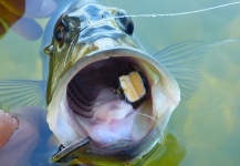 Rafael Costa 's Fly-fishing Photo of a Peacock Bass – Fly dreamers 