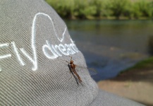 Gran Foto de Entomología y Pesca con Mosca compartida por Daniel Fernandez Bernis – Fly dreamers