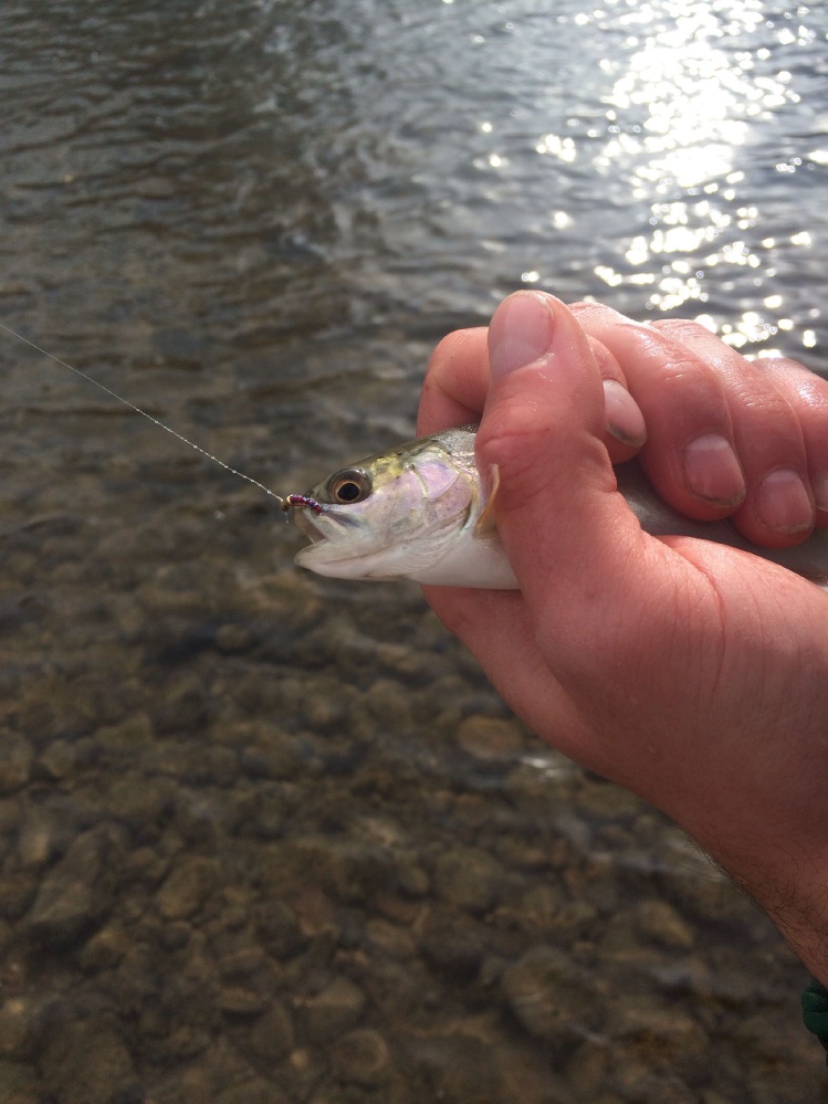 First fish caught on one of my own hand tied flies!!