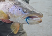 Pepe Fly 's Fly-fishing Image of a Sea-Trout – Fly dreamers 