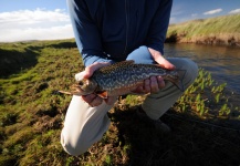 William Bateman 's Fly-fishing Photo of a Tiger Trout – Fly dreamers 