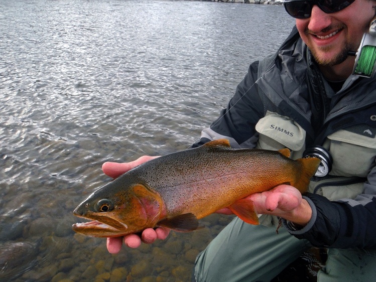 Snake River cutthroat in the Snow.