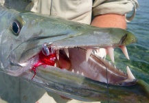Joe Cattle 's Fly-fishing Photo of a Barracuda – Fly dreamers 