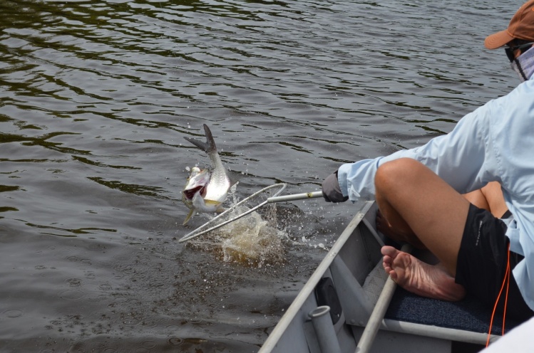 Crazy fish. This little one jumped from the net when I was about to pick him up...