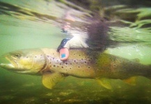 Jessica Strickland 's Fly-fishing Photo of a Brown trout – Fly dreamers 