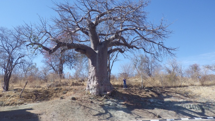 Magnificent Boabab on border of Botswana and Namibia