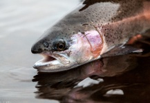 Jean Baptiste Vidal 's Fly-fishing Picture of a Rainbow trout – Fly dreamers 