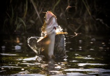 Peter Broomhall 's Fly-fishing Photo of a Salmo trutta | Fly dreamers 