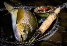 Peter Broomhall 's Fly-fishing Picture of a Salmo fario | Fly dreamers 