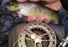 Sebastian Widjaja 's Fly-fishing Pic of a Brown trout – Fly dreamers 