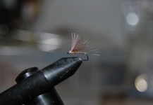 Fly for Grayling - Picture by Nume Prenume – Fly dreamers 