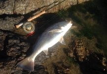 Roman Alcalde 's Fly-fishing Photo of a Whitemouth croaker – Fly dreamers 