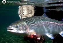 Tomás Fernández 's Fly-fishing Pic of a Rainbow trout – Fly dreamers 