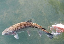 Fly-fishing Image of Rainbow trout shared by Sam Godfrey – Fly dreamers