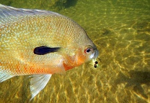 Fly-fishing Pic of Sunfish shared by Sam Godfrey – Fly dreamers 