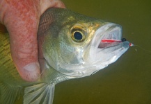 Fly-fishing Picture of White Bass shared by Sam Godfrey – Fly dreamers