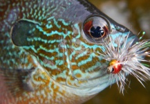 Sam Godfrey 's Fly-fishing Photo of a Sunfish – Fly dreamers 