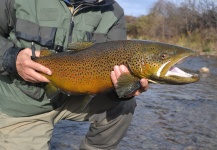 Fly-fishing Photo of Brook trout shared by Dan Richards – Fly dreamers 