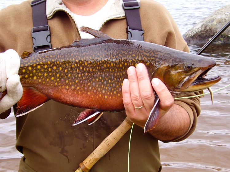 7 pound 4 ounce Brook trout