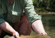 Cool Fly-fishing Situation of Brown trout shared by Matthew Deegan 