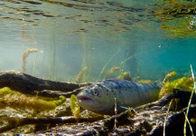  Imagen de Pesca con Mosca de Salmón encerrado compartida por Fernando Hook & Gold Outfitters – Fly dreamers