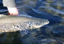 Kristinn Ingolfsson 's Fly-fishing Catch of a Brown trout – Fly dreamers 