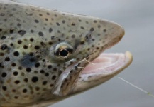 Kristinn Ingolfsson 's Fly-fishing Picture of a Brown trout – Fly dreamers 