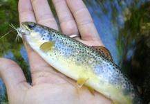 Fly-fishing Photo of Brown trout shared by Benjamin Domenech – Fly dreamers 