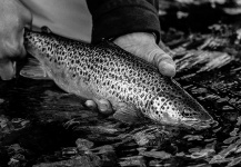 Guadita Y Walterio 's Fly-fishing Catch of a Brown trout – Fly dreamers 