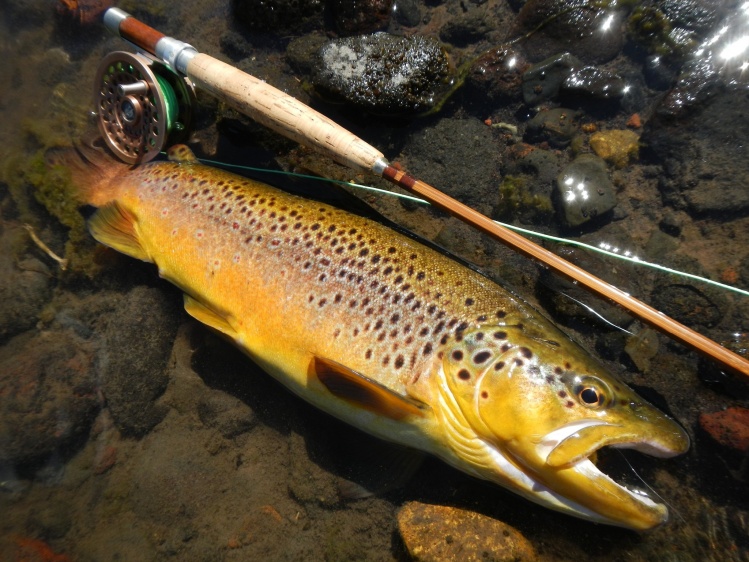 Linda Marroncita de Malleo con una Madera Orvis Battenkill # 4 y mosca seca.