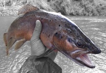 Fly-fishing Photo of Brown trout shared by Alejandro Mora – Fly dreamers 