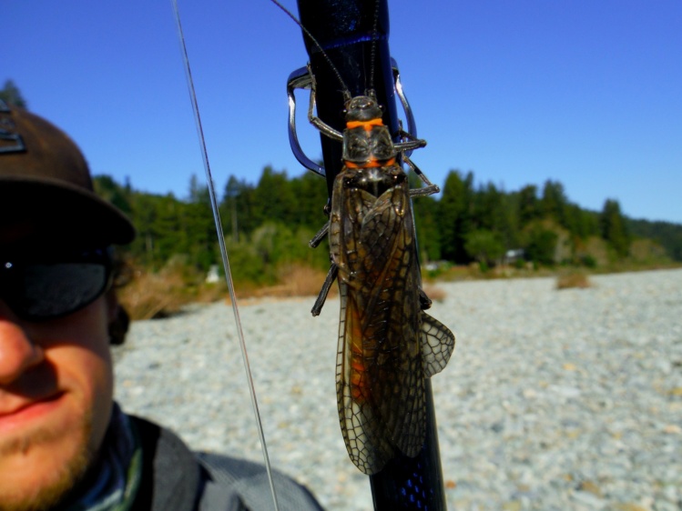 Salmonfly!