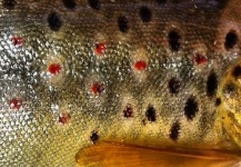 Alejandro Mora 's Fly-fishing Picture of a Brown trout – Fly dreamers 