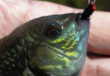 Leandro Ferreyra 's Fly-fishing Catch of a Chameleon Cichlid – Fly dreamers 