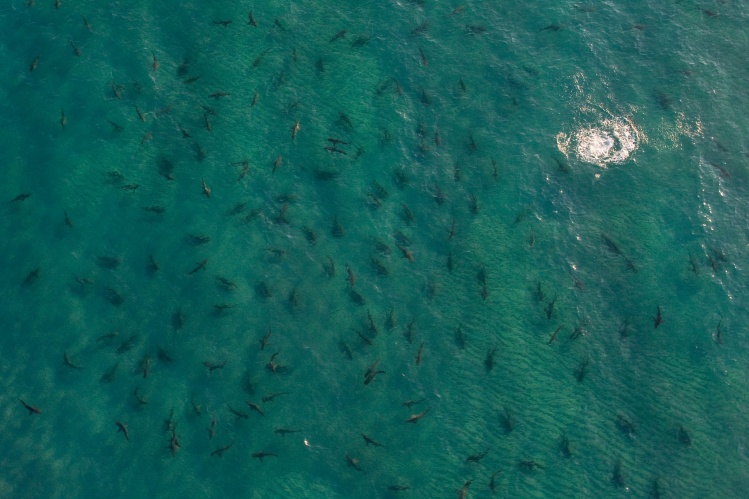 The boys are back! Next ten weeks are going to Rock! Aerial shot of Spinner Shark schools off Palm Beach, Fl. 