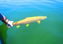 Fernando Oliveira 's Fly-fishing Picture of a Brown trout – Fly dreamers 